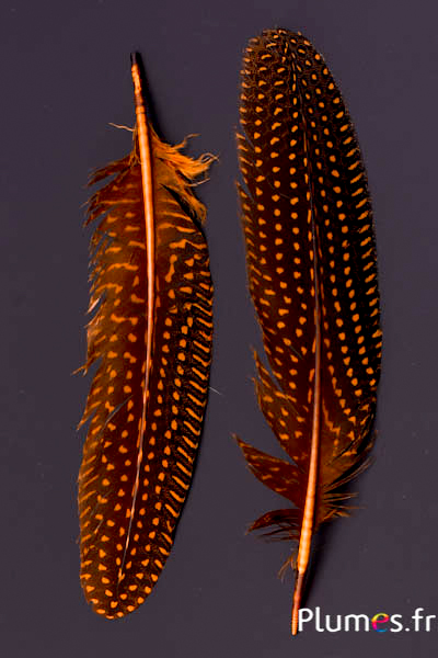 Pintade - 16-20 cm - or aztèque